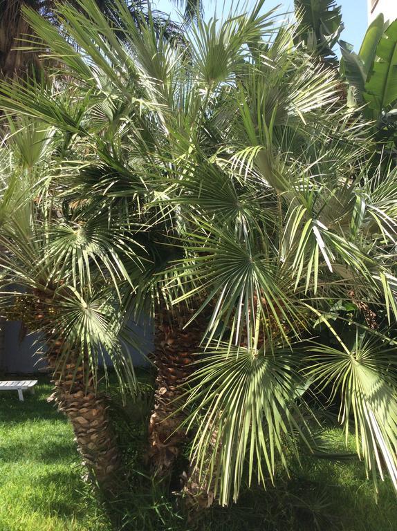 Ucciardhome Hotel Palermo Dış mekan fotoğraf